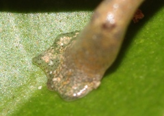 Nymph Salamander photo 3