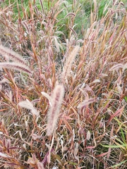 Setaria italica