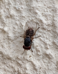 Prosopomyia pallida
