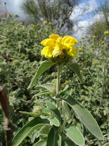 Phlomis fruticosa