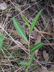 Eremophila debilis