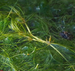 Zannichellia palustris