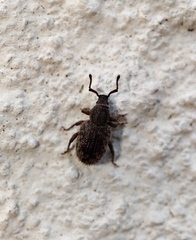 Entiminae
