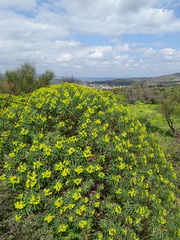 Euphorbia dendroides