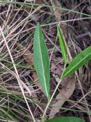 Eremophila debilis