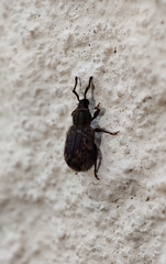 Entiminae