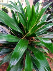 Dracaena fragrans compacta