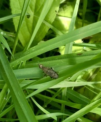 Coremacera marginata