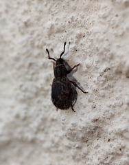 Entiminae