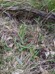 Eremophila debilis