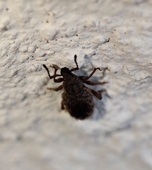 Entiminae