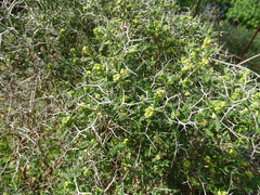 Sarcopoterium spinosum