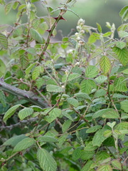 Rubus creticus