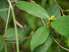 Hemidesmus indicus