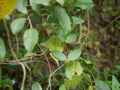Hemidesmus indicus