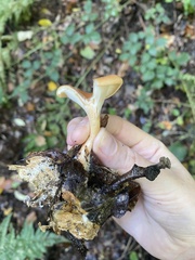 Paralepista flaccida