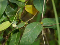 Hemidesmus indicus