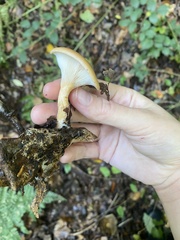 Paralepista flaccida