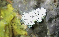 Doriprismatica atromarginata