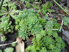 Sedum cepaea