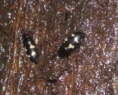 Glischrochilus quadriguttatus