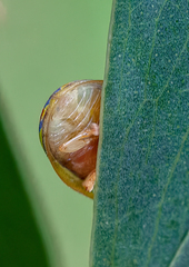 Paropsisterna nobilitata