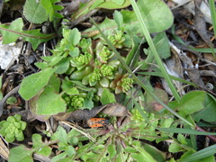 Sedum litoreum