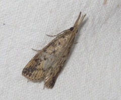 Schoenobius gigantella