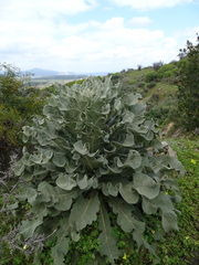 Verbascum macrurum