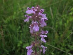 Stachys palustris