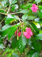 Impatiens walleriana