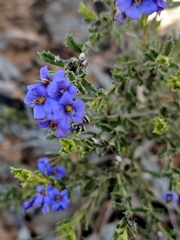 Halgania cyanea
