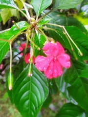 Impatiens walleriana