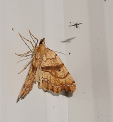 Chalastra pellurgata