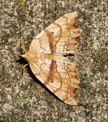 Chalastra pellurgata