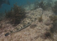 Platycephalus fuscus