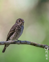Muscicapa sibirica