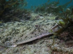 Platycephalus fuscus