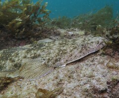 Platycephalus fuscus