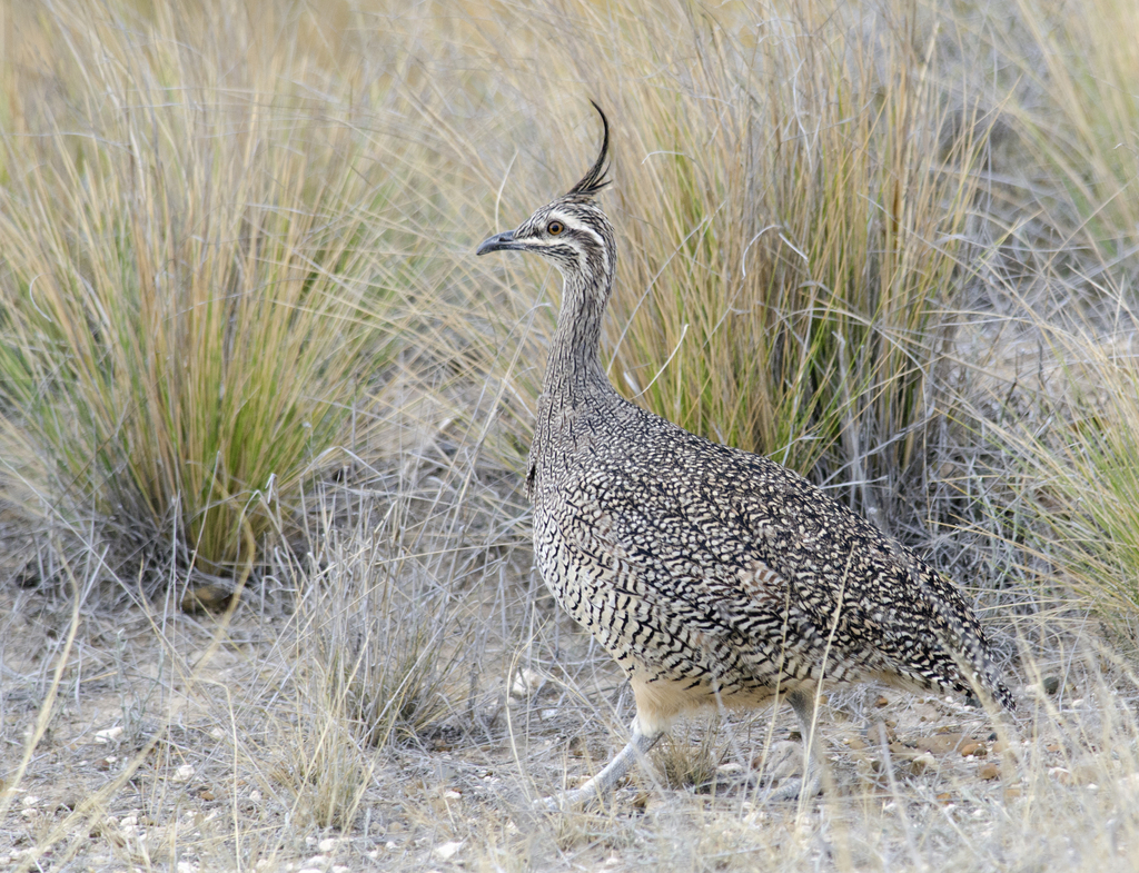 Elegant Crested-Tinamou photo