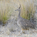 Elegant Crested-Tinamou - Photo (c) Josh Vandermeulen, some rights reserved (CC BY-NC-ND)