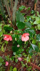 Impatiens walleriana