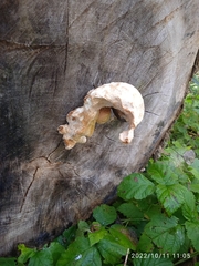 Hemipholiota populnea