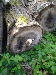 Hemipholiota populnea
