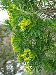 Euphorbia dendroides