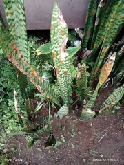 Sansevieria trifasciata