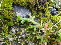 Selaginella denticulata