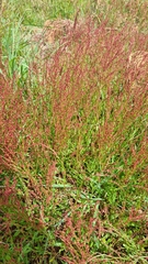 Rumex acetosella