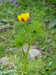 Adonis cretica