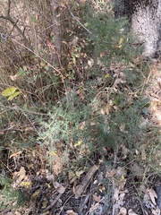 Asparagus acutifolius